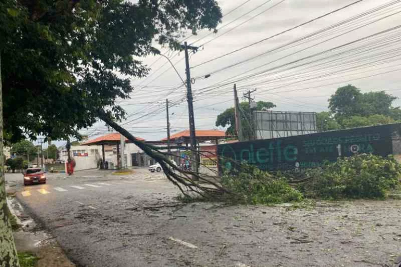 Cemaden emite alerta para fortes chuvas e risco de deslizamentos na Grande João Pessoa 4 arvore caida jp 1602