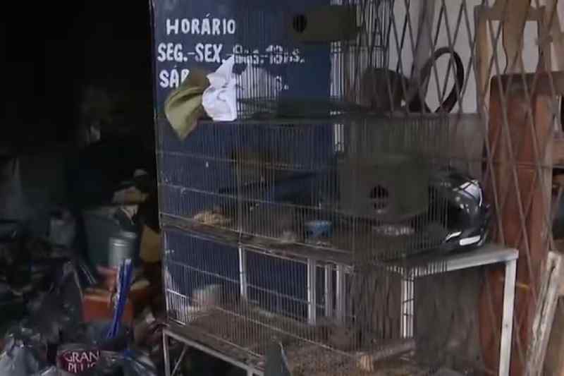 incendio petshop jp 0412
