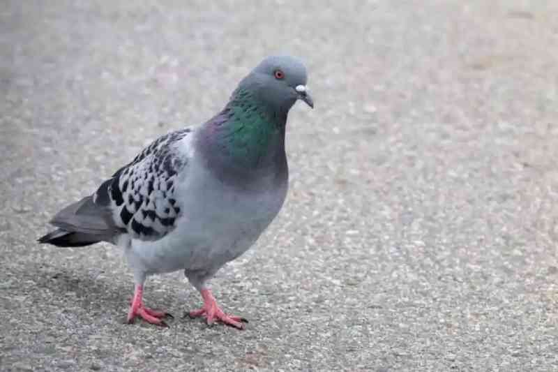 pombo
