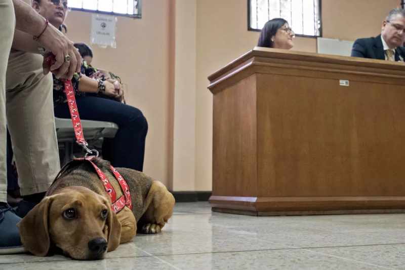 Precedente do TJ contraria decisão de juíza que aceitou cachorro como autor de ação 2 cachorro na justica
