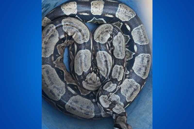 cobra 2