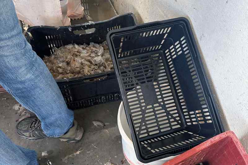 Indústria de peixe e camarão em condições sanitárias precárias é interditada em Bayeux 10 agevisa interdita 240325