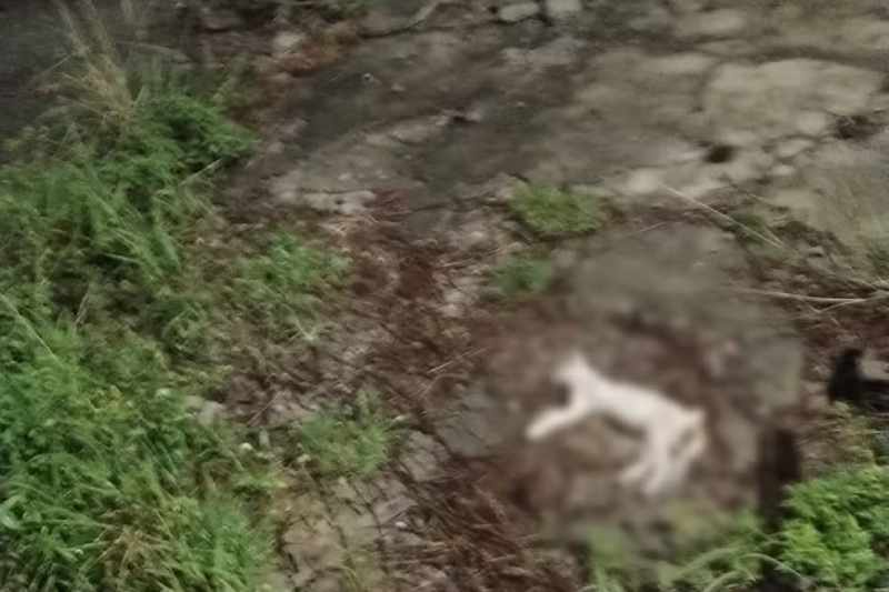 ONG denuncia envenenamento de gatos em Cabedelo 2 gato envenenado cabedelo