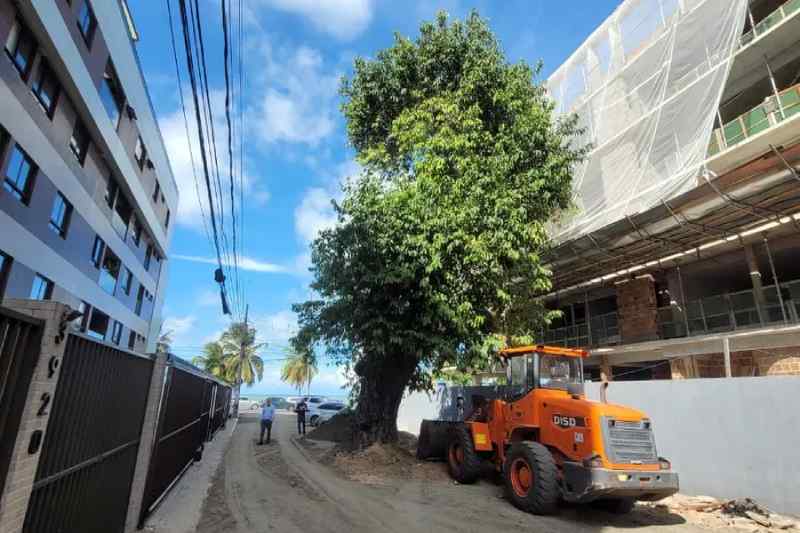 Justiça da Paraíba proíbe derrubada de árvore centenária no bairro do Cabo Branco 1 arvore cabo branco