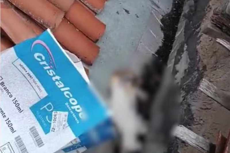 Mulher é suspeita de jogar gatos do oitavo andar de prédio após discussão com namorado, em CG 4 gato morto janela 010625