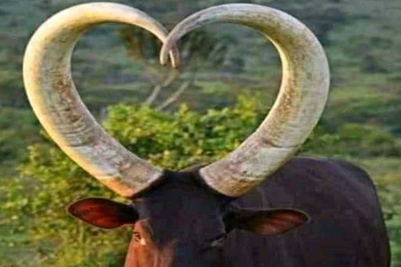 corno