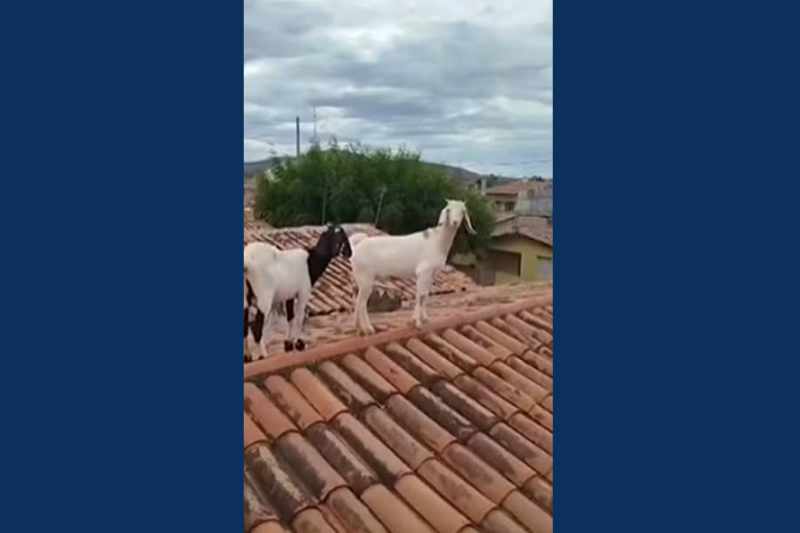 cabras no telhado patos 020925