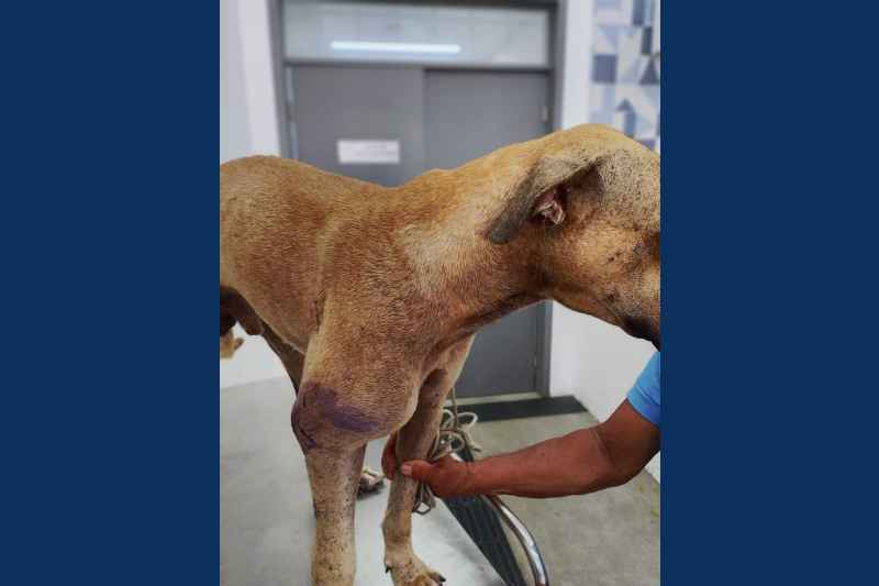 Cão é ferido durante tiroteio no Mandacaru e recebe atendimento veterinário de emergência 6 cachorro baleado jpa 010925