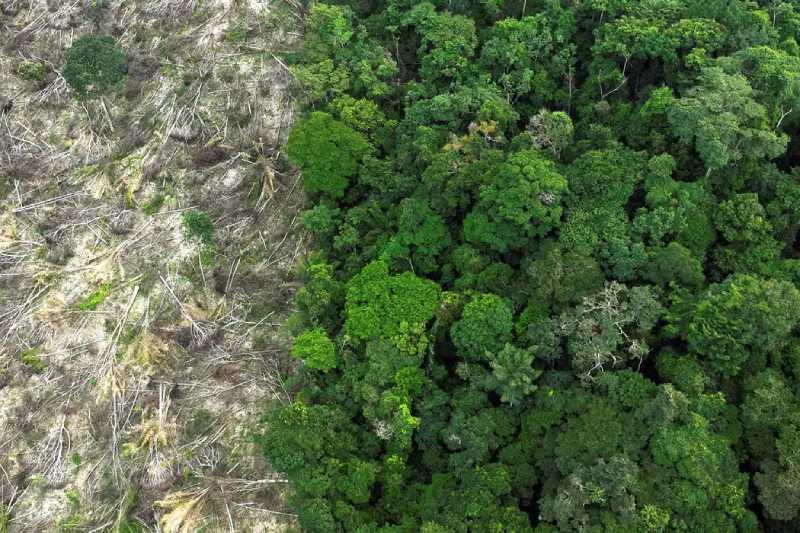 desmatamento amazonia