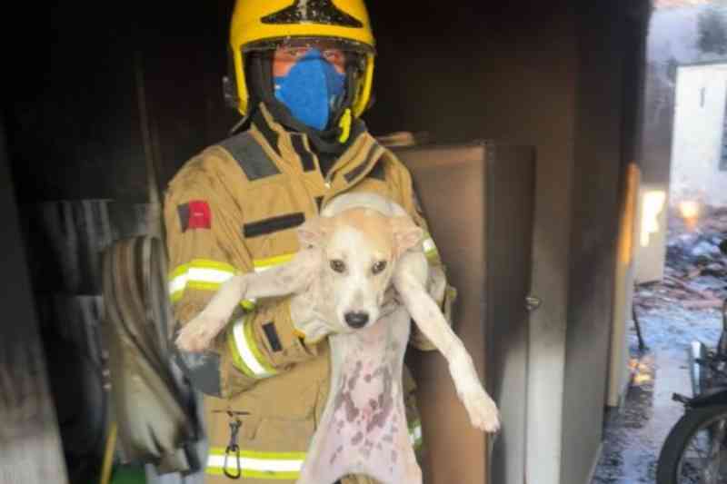 Incêndio destrói parte de residência e bombeiros resgatam cachorro em Cajazeiras 11 incendio cajazeiras 080925