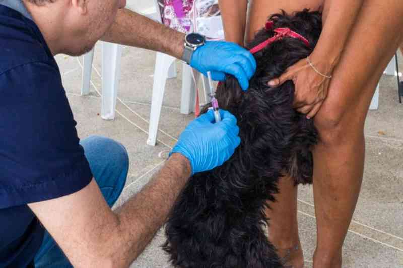 SES realiza Dia D de Vacinação contra raiva animal em todo o estado 2 vacina raiva 270925