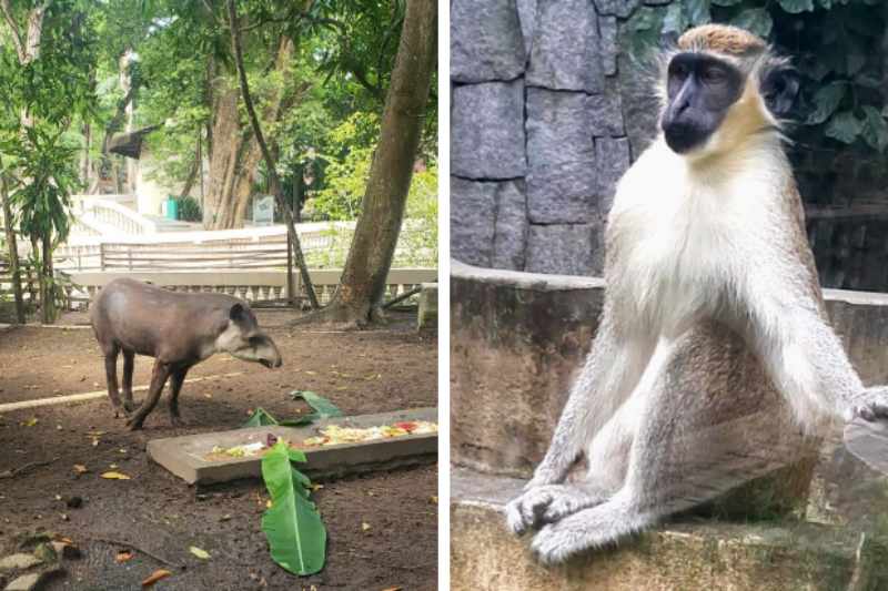 Anta macho e duas fêmeas de macaco-da-savana chegam ao Parque Zoobotânico Arruda Câmara 4 anta e macaco bica