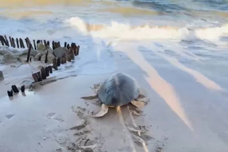 Tartaruga Vitória retorna ao mar após cinco meses de tratamento em João Pessoa 4 tartaruga vitoria
