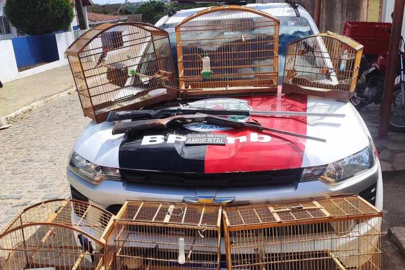 Batalhão de Polícia Ambiental resgata aves silvestres e apreende armas em Bananeiras 6 apreensao aves bananeiras 031125