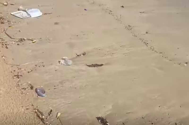 Lixo espalhado na areia da praia de Manaíra surpreende banhistas neste sábado (29) 5 lixo praia manaira 291125