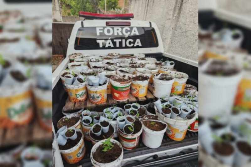 maconha mucumagro 271125