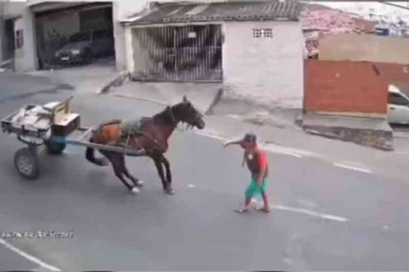 cavalo cai cg 201225