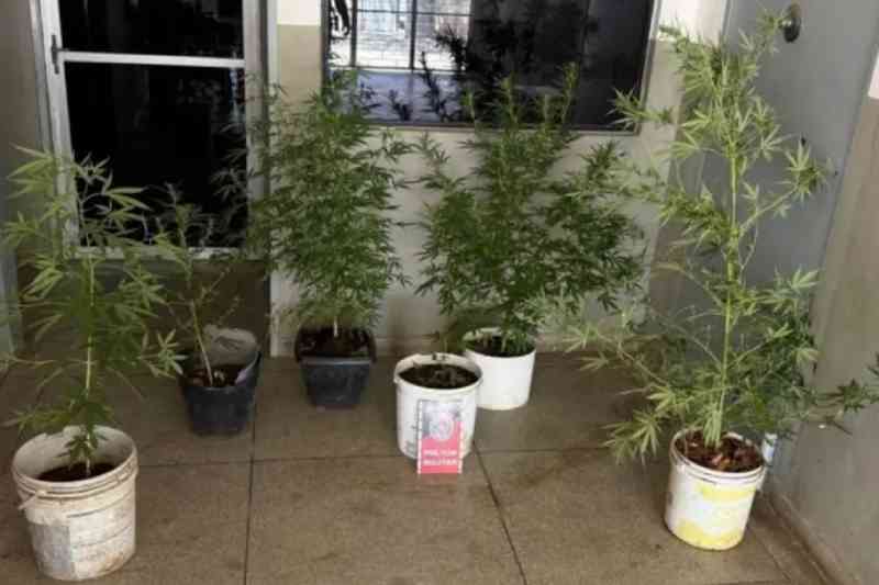 Polícia prende dois homens e apreende pés de maconha em residência de Teixeira 7 maconha teixeira 121225