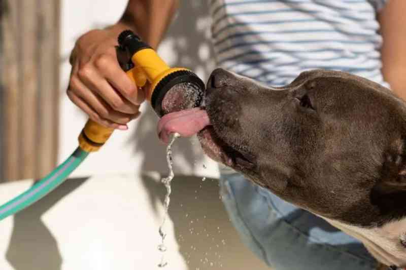 Saiba como proteger cães e gatos durante a onda de calor no Brasil 8 pets calor