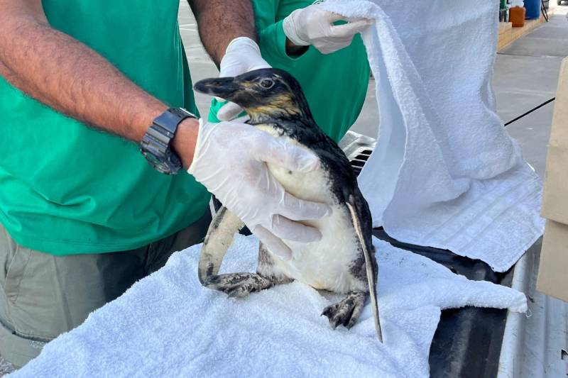 pinguim aquario paraiba
