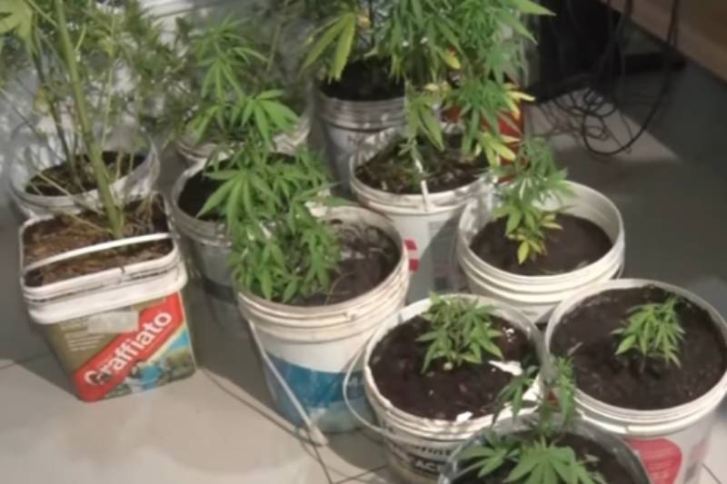 maconha bdi 060126