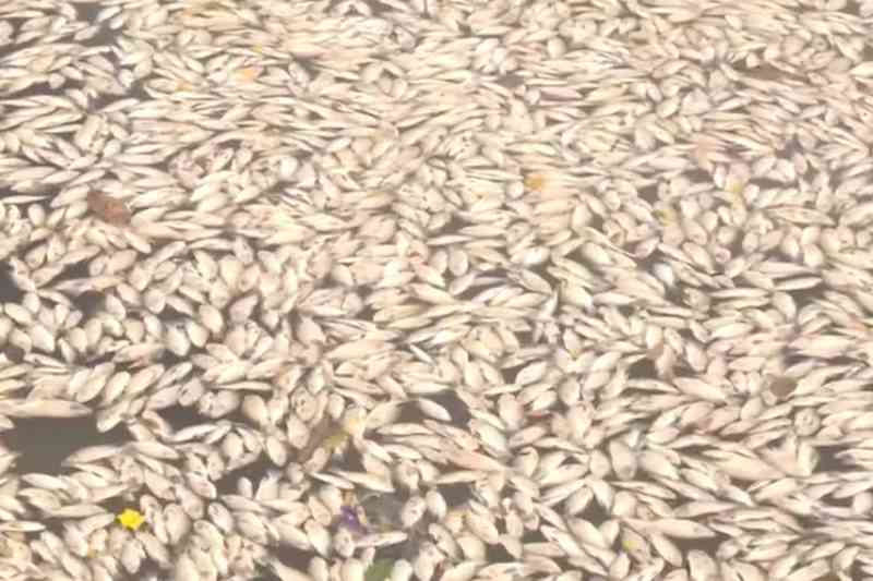 PMCG estuda uso de aeradores no Açude Velho e prevê licitação para requalificação até 2026 3 peixes acude velho