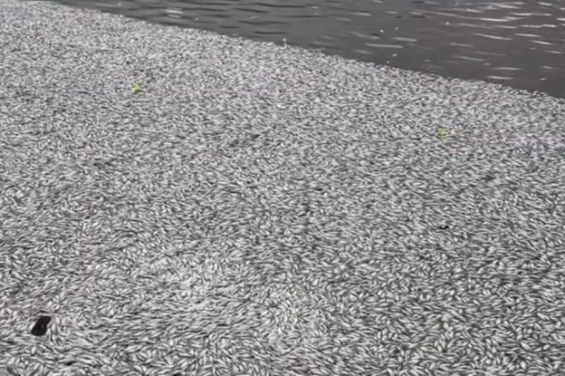 peixes mortos acude velho 110126