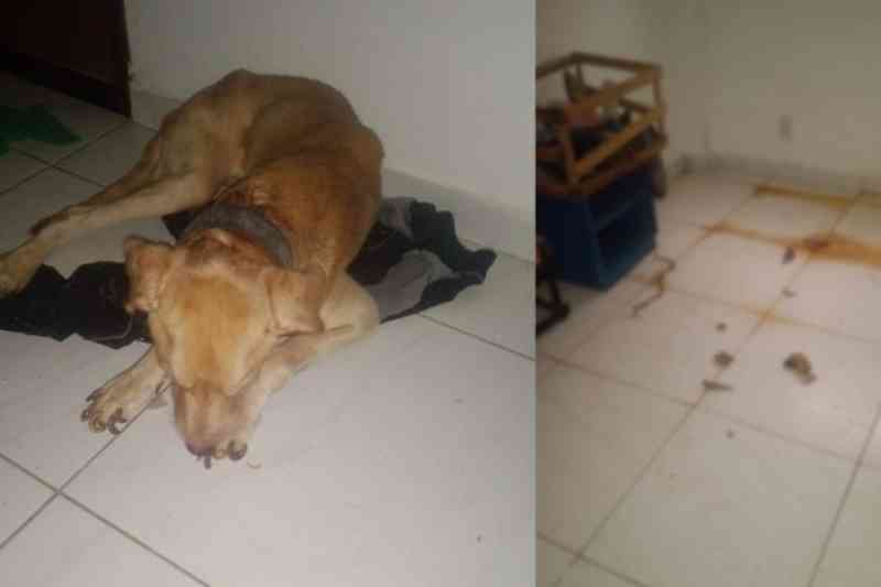 Cachorro é resgatado após ser deixado sozinho em apartamento em Campina Grande 4 cachorro abandonado cg