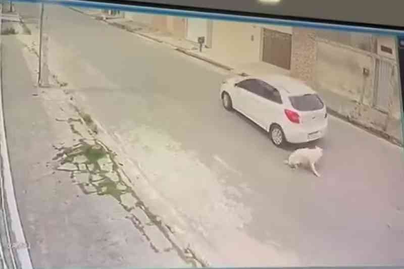 Motorista é flagrado atropelando cadela no bairro das Malvinas 1 homem atropela cachorro cg 010326