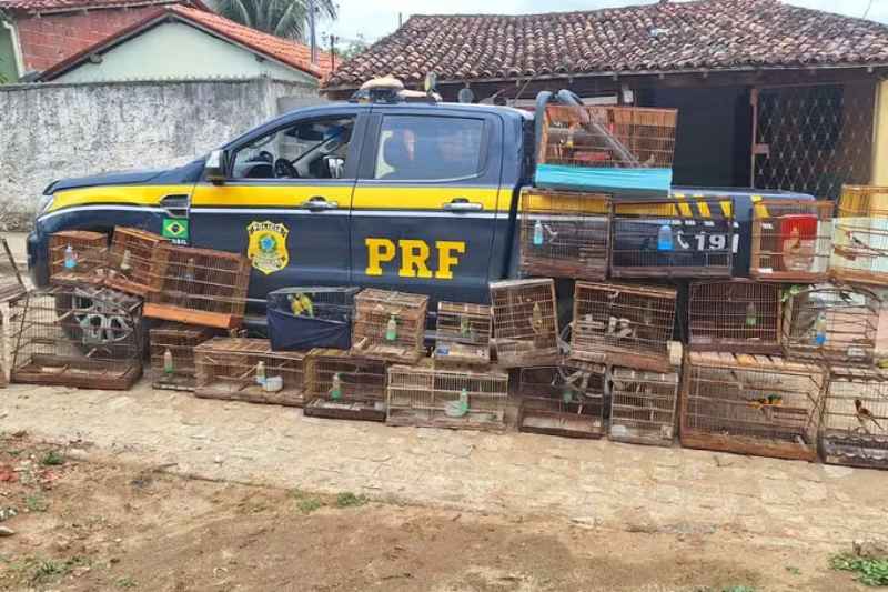 operacao prf animais silvestres 050326