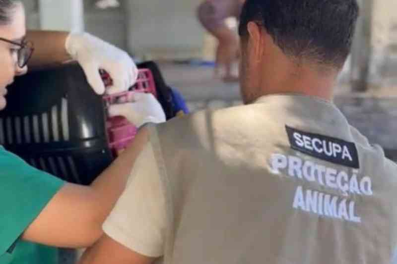 Secupa resgata gatos em casa abandonada e mantém ação em andamento na Capital 2 resgate gatos jpa 210326