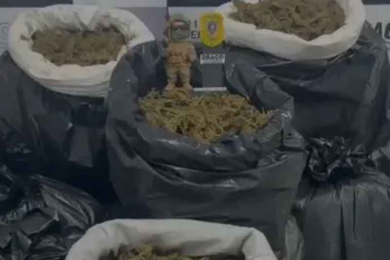 apreensao maconha cariri 160426