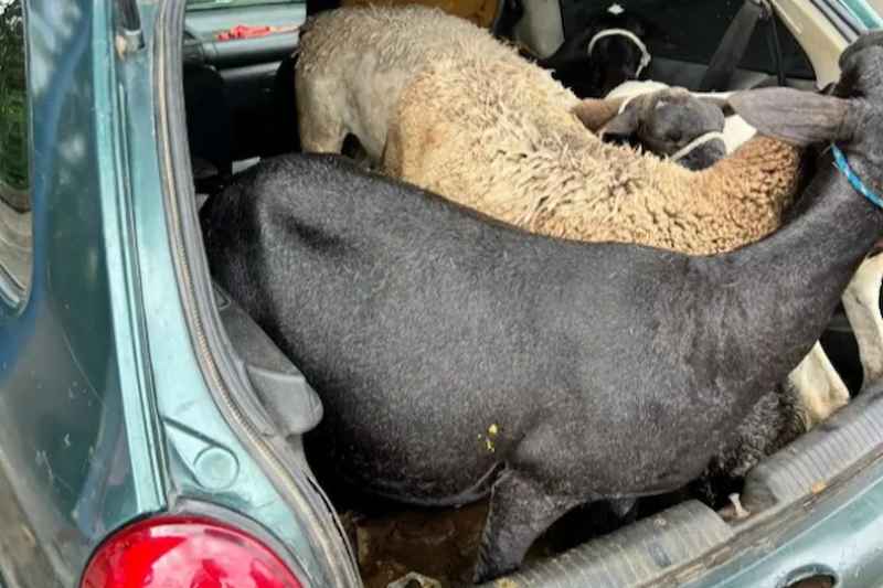 furto cabras 070426