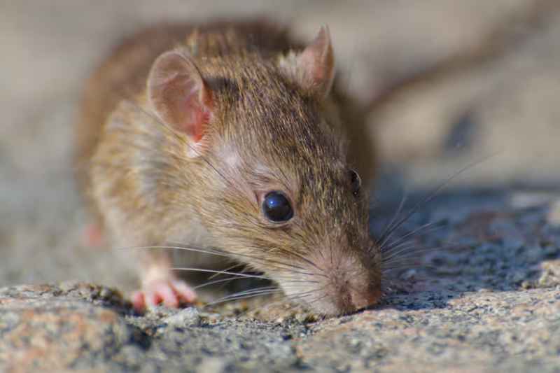 rato selvagem