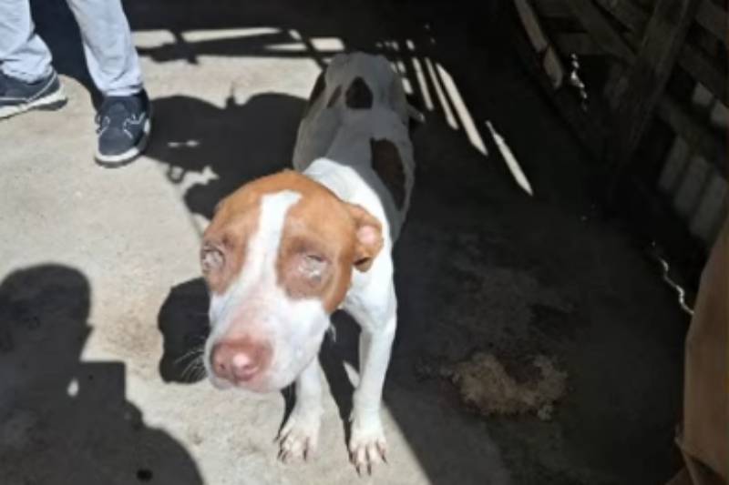 Homem é preso em flagrante por manter cadela desnutrida e em condições insalubres no Agreste 5 animal agredido queimadas 300726