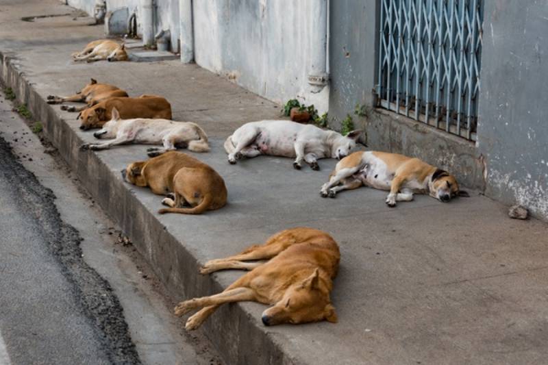 MPPB apura falhas da Prefeitura no controle de cavalos soltos em Mangabeira VIII 21 animais de rua