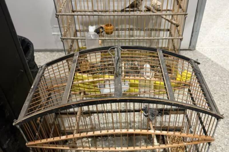Jovem é preso com drogas e três aves silvestres mantidas ilegalmente em Campina Grande 11 apreensao aves cg 091026