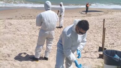Golfinho é encontrado morto com ferimento no dorso em praia de Cabedelo 3 golfinho morto