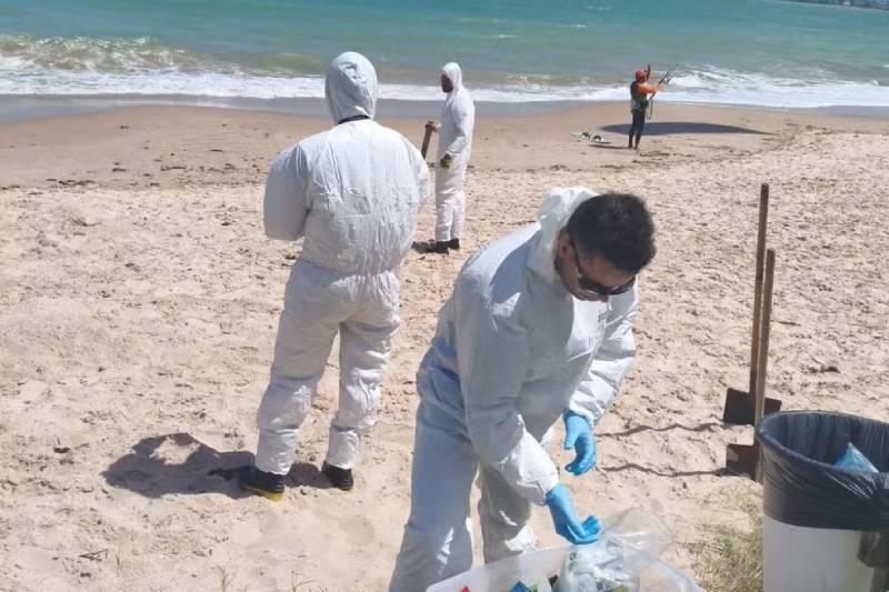Golfinho é encontrado morto com ferimento no dorso em praia de Cabedelo 49 golfinho morto