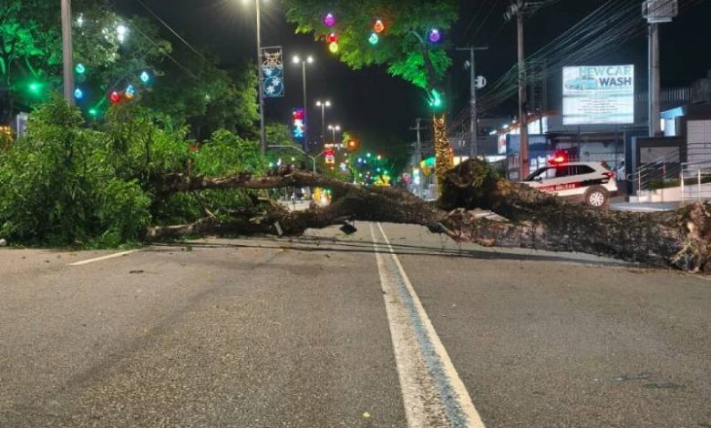 Árvore cai e bloqueia Avenida Epitácio Pessoa, em João Pessoa 1 queda arvore epitacio 221026