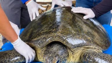 Tartaruga marinha passa por tratamento após suspeita de broncoaspiração na Paraíba 4 tartaruga mamanguape