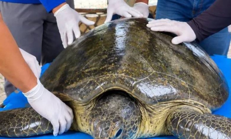 Tartaruga marinha passa por tratamento após suspeita de broncoaspiração na Paraíba 1 tartaruga mamanguape