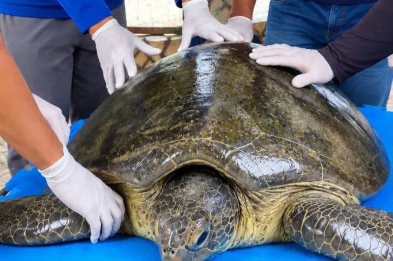 Tartaruga marinha passa por tratamento após suspeita de broncoaspiração na Paraíba 44 tartaruga mamanguape